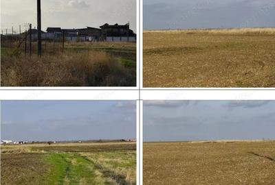 Teren Loc. Pielesti, Jud Dolj - 5