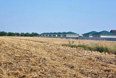 Teren de 5000 mp, în Vârteju - 4