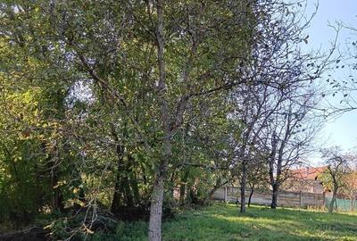 Spațiu comercial, în Traian - 1