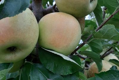 Spațiu comercial, în Central - 3