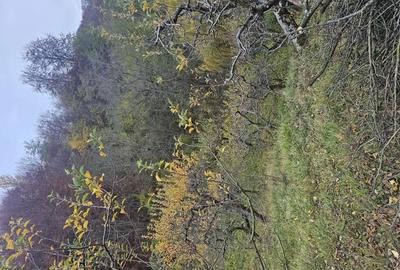 Vand casa si teren - 4