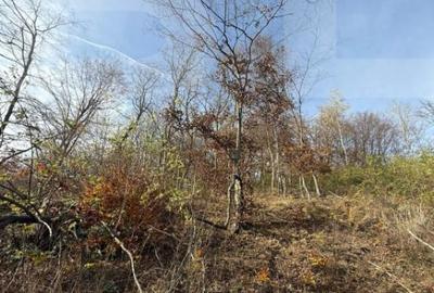 Teren extravilan impadurit, 20424 mp ideal pentru investitie - 3