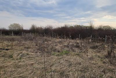 Teren Construcții intravilan de 700 mp, în Bună Ziua - 2