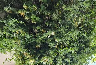 Casă cu 5 camere cu Teren 460 Mp în Calea Dumbrăvii - 8