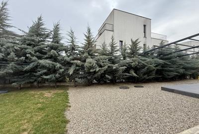 Casă individuală cu 4 camere cu Canalizare în Mogoșoaia - 37