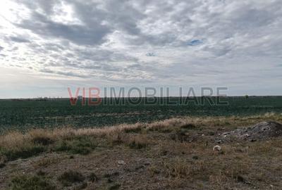 Ferma Agricolă 1.350 Hectare – Grad de Comasare 96–97%, Chișineu Criș, Ju - 8