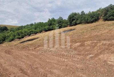 Teren intravilan intre Micesti si Sard - 4