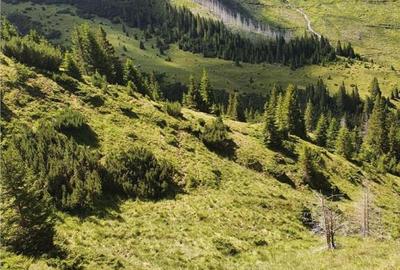 SUPER OPORTUNITATE, DE VANZARE O PROPRIETATE SPECIALA, MUNTE - 2