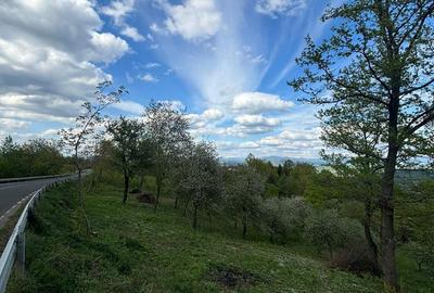 Spațiu comercial, în Sârbi - 6