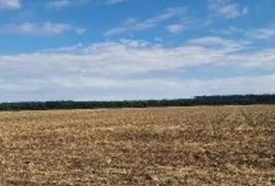 Teren de 2500 mp, în Brănești - 2