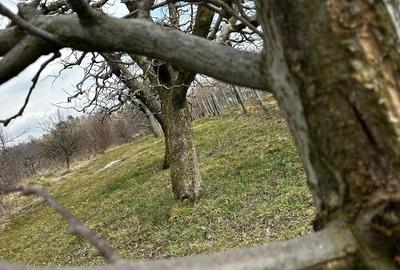 Casă cu 2 camere cu Teren 2400 Mp în Exterior Vest - 4