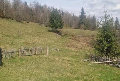 Teren de 100000 mp, în Horea - 1