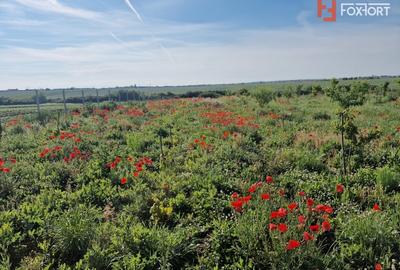 Teren agricol extravilan de 3500 mp, în Remetea Mare - 2