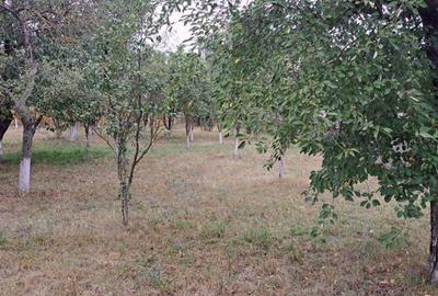 Casa si teren Caciulesti Casa si teren Caciulesti - 6