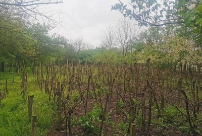 Casă cu 4 camere în Băbăița - 2