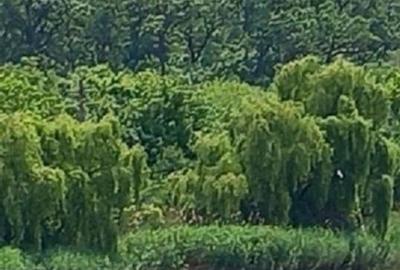 Teren 520mp, pe str. "Trei Lacuri", 90E/mp - 7