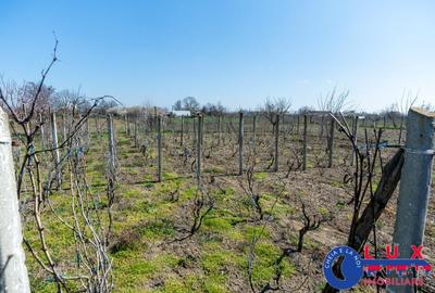 ID 6675 EXCLUSIVITATE - Teren cu casa in Sat Lunca- DELTA DUNARII - 28