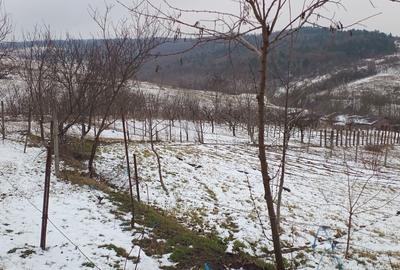 Teren Construcții intravilan de 704 mp, în Breazu - 6