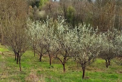 Teren de 6000 mp, în Stoilești - 5