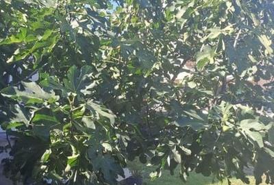 Casa de Vanzare Soseaua Leordeni! Casa de Vanzare Soseaua Leordeni! - 2