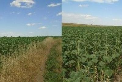 Teren extravilan Caldararu, ID: R2616308 - 7