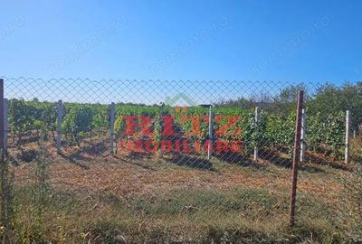 Teren de 56800 mp, în Fărcașele - 13