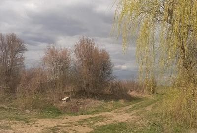 Teren de 2000 mp, în Sânnicolau Român - 1