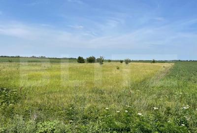 Teren extravilan, 4.994 mp, Targoviste - 4