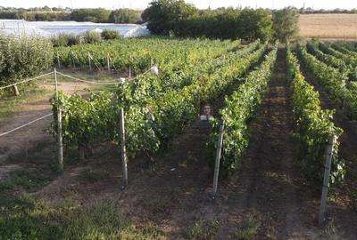 Teren intravilan Tecuci/Podgorie si Pomi Fructiferi/5000 mp - 8