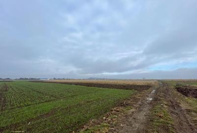 Teren agricol extravilan de 1300 mp, în Marginea - 10