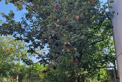 Casă cu 6 camere cu Teren 198 Mp în Apărătorii Patriei - 1