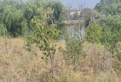 Teren Corbeanca Tamasi vsv de Paradisul verde 16000 mp deschidere lac - 7