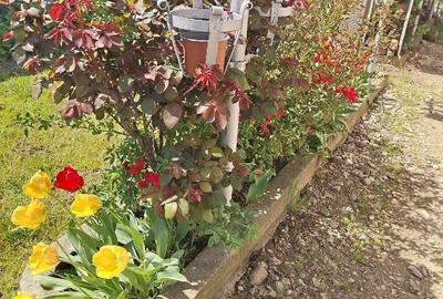 Casă cu 6 camere cu Teren 400 Mp în 8 Martie - 7