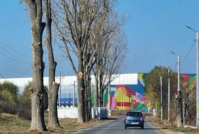 Teren de 450 mp, în Cernica - 2