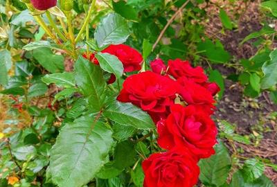 Casă cu 3 camere cu Teren 1550 Mp în Berceni - 6