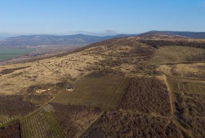 Vita-de-vie Premium  teren de 6800 mp în Covăsinț - 19