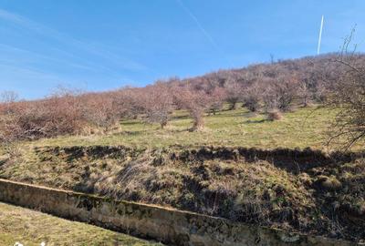 Teren de 3664 mp, în Ghioroc - 1