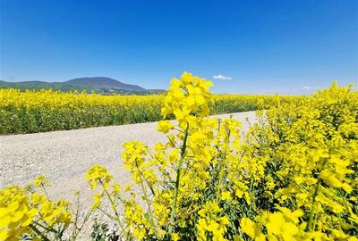Teren agricol intravilan de 47.576999664307 mp, în Central - 3