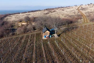 Vita-de-vie Premium  teren de 6800 mp în Covăsinț - 6