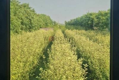 Vila + Afacere 15.000mp Clinceni - 23