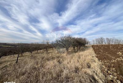 Teren de 10000 mp, în Moldovenești - 5