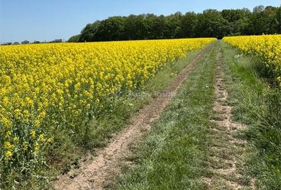 Spațiu comercial, în Creața - 7