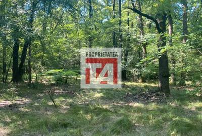 Teren de 4800 mp, în Lăpuș - 4