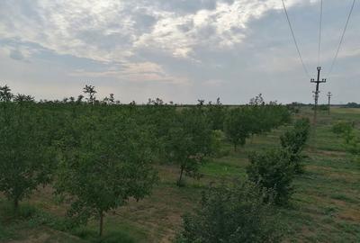 Teren în Ciochina - 2