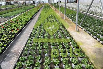 🗺️ Teren intravilan in Jupani (Timis), 10,19 Euro/mp.✨ - 7