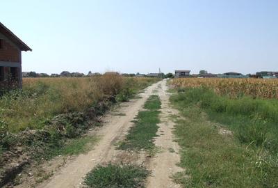 Domnesti-Teghes(Pinului). - 5