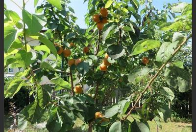 House for sale, 3 Rooms, 121 sqm, Giurgiu - 12