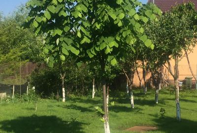 Casă individuală cu 6 camere cu Canalizare în Cornetu - 35