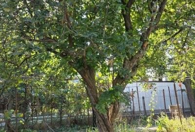 Teren construibil pentru vila sau proiect de tip rezidential - 5