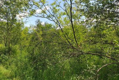 Teren extravilan Episcopia Bihorului - 2